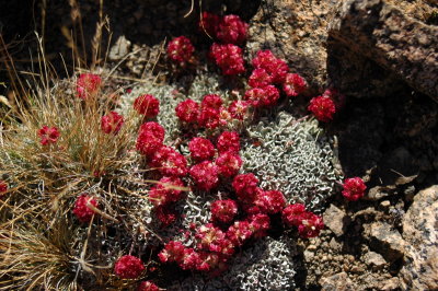 Last wildflowers