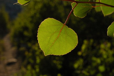 Aspen Leaf