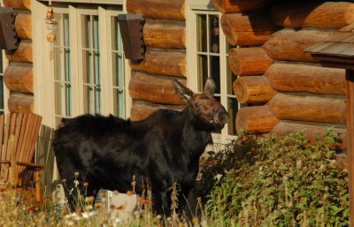 House Moose, Near Wilson, Wyoming