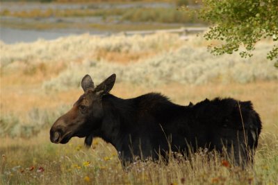 Moose, Wyoming