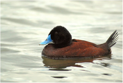 Blue-billed duck