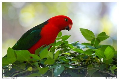 Australian king parrot - Mount Coot-tha (QLD)