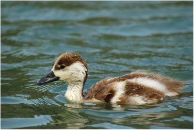 Australian shelduck juv.