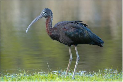 Glossy ibis