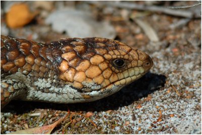 Shingleback lizard