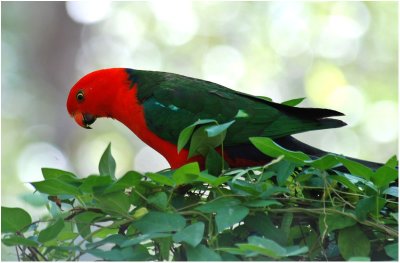 Australian king parrot