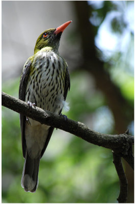 Olive-Backed Oriole