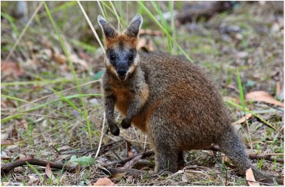 Wallaby sp