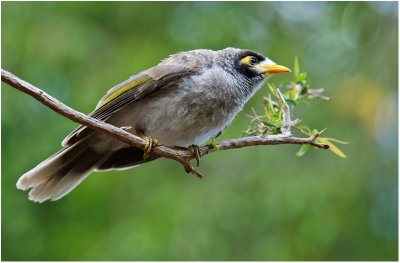 Noisy miner