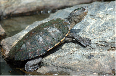 Saw-shelled Turtle