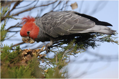 Gang-gang Cockatoo - The Grampians NP (Vic)