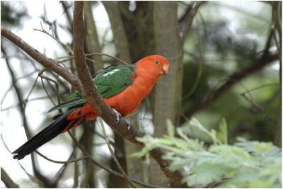 Australian King-Parrot - Alisterus scapularis