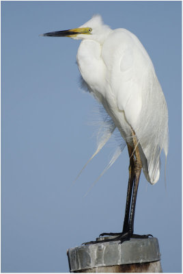 Great White Egret -  Ardea alba