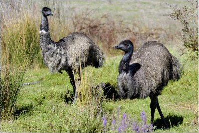 Emu (Dromaius novaehollandiae) - ACT