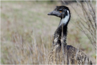 Emu (Dromaius novaehollandiae) - ACT