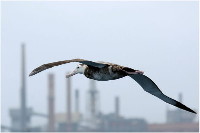 Wandering albatross juv. - Off Woolongong (NSW)