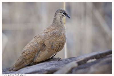 White-quilled Rock-Pigeon - Petrophassa albipennis