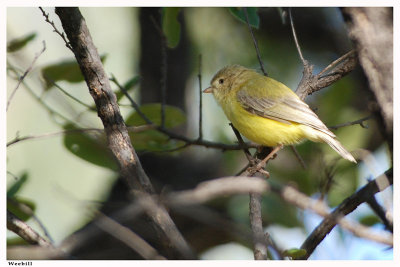 Weebill - Smicrornis brevirostris