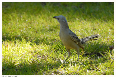 Great Bowerbird - Chlamydera nuchalis