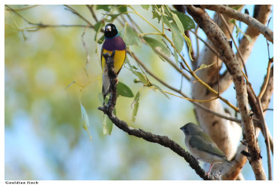 Gouldian Finch - Chloebia gouldiae