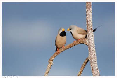 Long-tailed Finch - Poephila acuticauda (WA form)