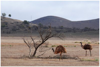 Emu (Dromaius novaehollandiae) - SA