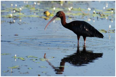 Glossy Ibis (Plegadis falcinellus) - NT