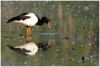 Magpie goose (Anseranas semipalmata) - NT