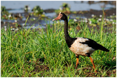 Magpie goose (Anseranas semipalmata)