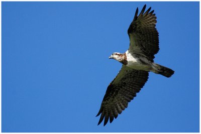 Osprey (Pandion haliaetus) - Juv.