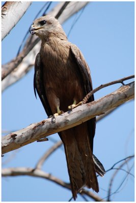 Black Kite (Milvus migrans)