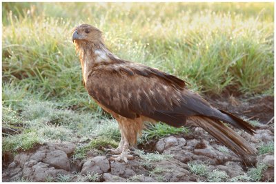 Whistling Kite (Haliastur sphenurus)