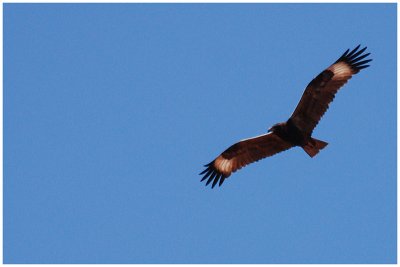 Black-breasted Kite (Hamirostra melanosternon)