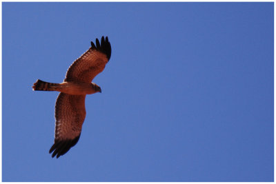 Spotted Harrier (Circus assimilis) - Juv.