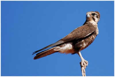 Brown falcon (Falco berigora)