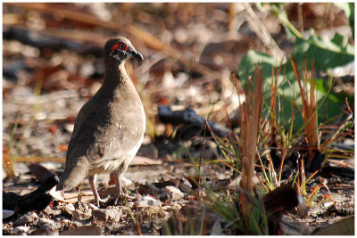 Partridge pigeon (Geophaps smithii)