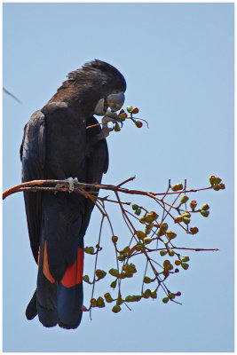 Red-tailed Black-Cockatoo (Calyptorhynchus banksii)