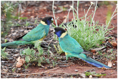 Port Lincoln Parrot (Barnardius zonarius)