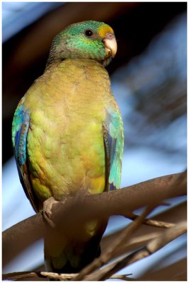 Mulga parrot (Psephotus varius)