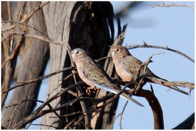 Bourke's Parrot (Neophema bourkii)