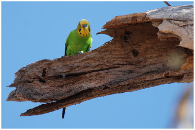 Budgerigar (Melopsittacus undulatus)