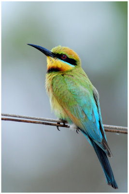 Rainbow Bee-eater (Merops ornatus)