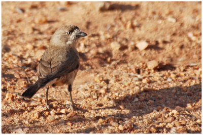 Southern Whiteface (Aphelocephala leucopsis)