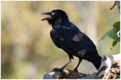 Torresian crow (Corvus orru)