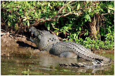 Saltwater crocodile - Kakadu NP (NT)