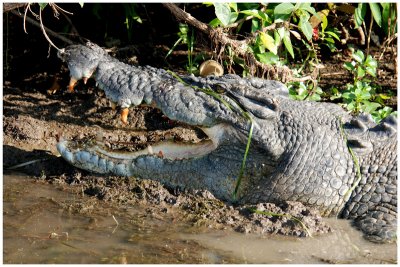 Saltwater crocodile - Kakadu NP (NT)