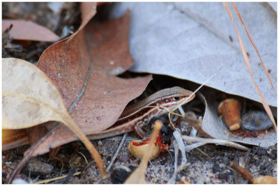 Unknown lizzard - Kakadu NP (NT)