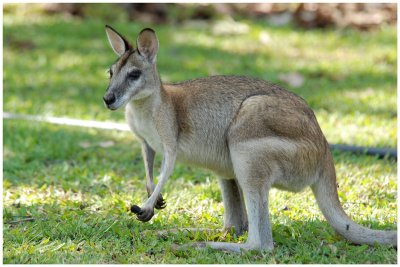 Agile Wallaby - Kakadu NP (NT)