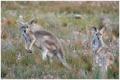 Red Kangaroo - Flinders range (SA)