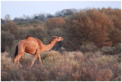 Wild camel - Near Yulara (NT)